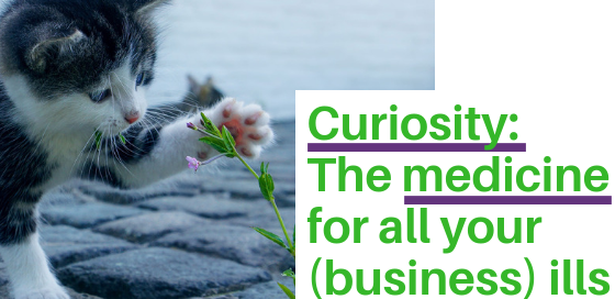 A cat bats at a flower in curiosity and the text says "Curiosity: The medicine for all your (business) ills".